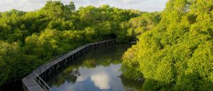 hutan-mangrove-bali